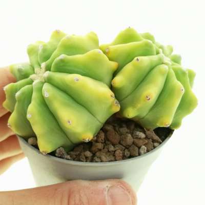 Ferocactus glaucescens f. inermis dicotomica variegata