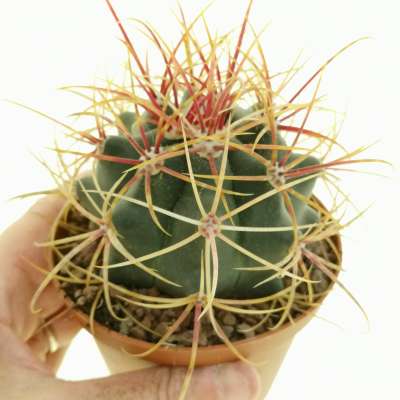 Ferocactus gracilis