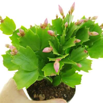 Schlumbergera gaertneri 'Pink flower' Cactus di natale
