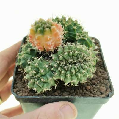Gymnocalycium mihanovichii f. crestata variegata