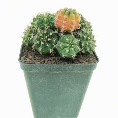 Gymnocalycium mihanovichii f. crestata variegata - Giromagi