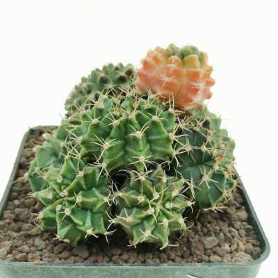 Gymnocalycium mihanovichii f. crestata variegata - Giromagi