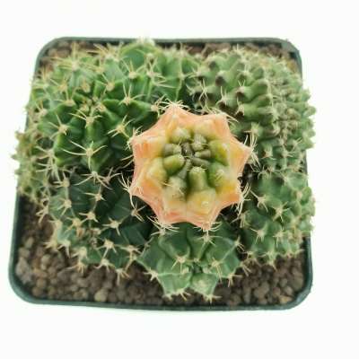 Gymnocalycium mihanovichii f. crestata variegata - Giromagi