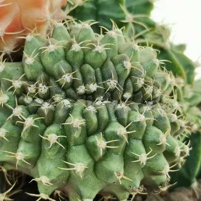 Gymnocalycium mihanovichii f. crestata variegata - Giromagi