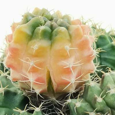 Gymnocalycium mihanovichii f. crestata variegata - Giromagi
