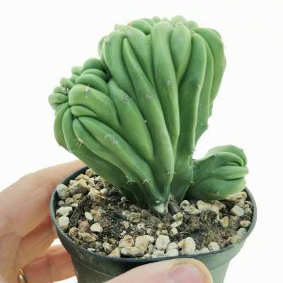Myrtillocactus cochal f. crestata