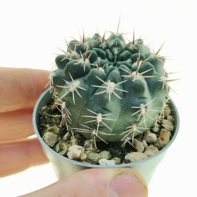 Gymnocalycium andreae