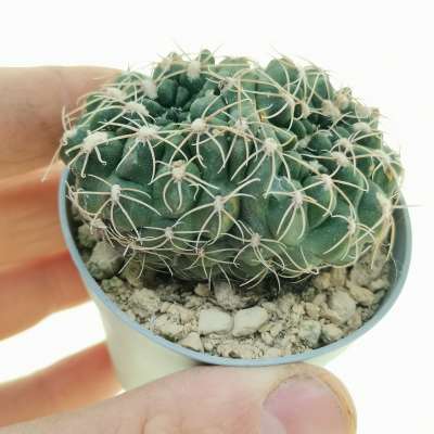 Gymnocalycium capillaense f. crestata dicotomica
