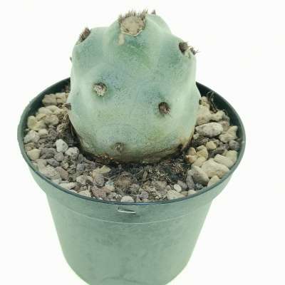 Tephrocactus articulatus var. calvus - Giromagi