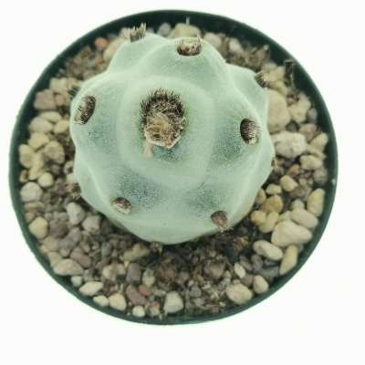 Tephrocactus articulatus var. calvus - Giromagi