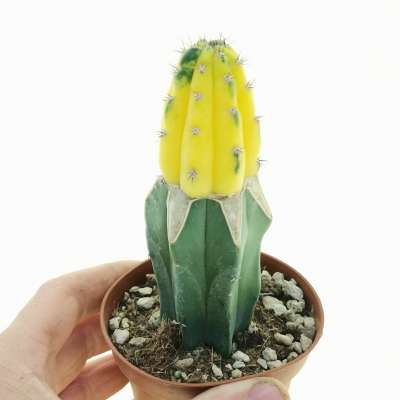 Trichocereus pachanoi f. variegata