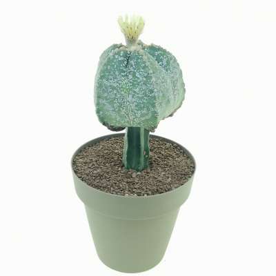 Astrophytum myriostigma cv. Hakuun - Giromagi