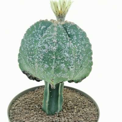 Astrophytum myriostigma cv. Hakuun - Giromagi