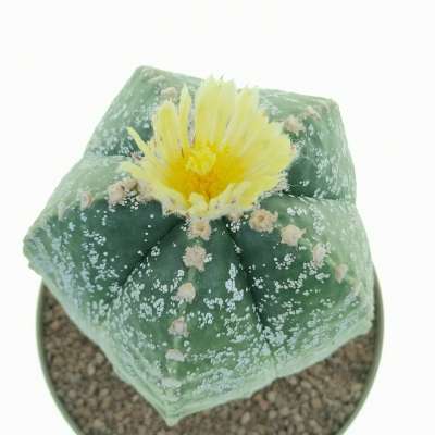 Astrophytum myriostigma cv. Hakuun - Giromagi
