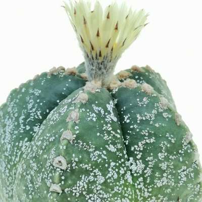Astrophytum myriostigma cv. Hakuun - Giromagi