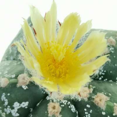 Astrophytum myriostigma cv. Hakuun - Giromagi