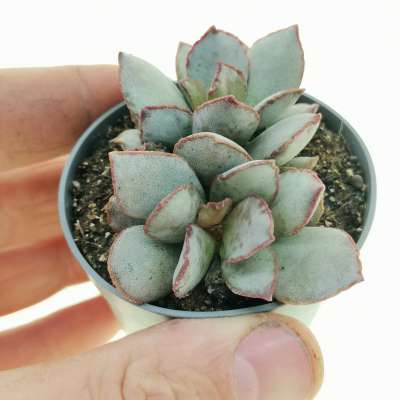 Adromischus schuldtianus (poffader)