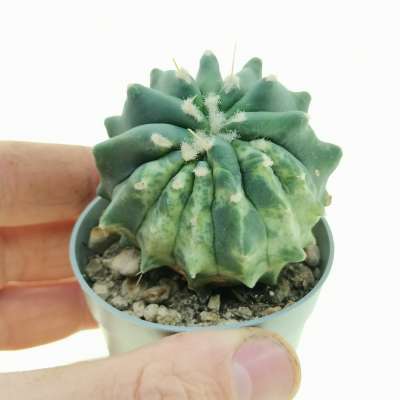 Ferocactus glaucescens f. inermis mostruosa variegata