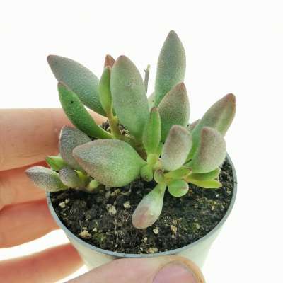 Adromischus lavaranos