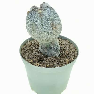 Astrophytum myriostigma cv. Onzuka f. columnare V-type - Giromagi