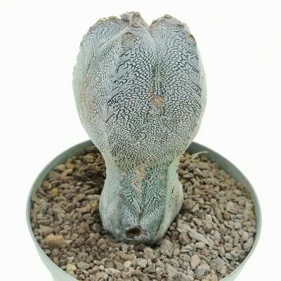 Astrophytum myriostigma cv. Onzuka f. columnare V-type - Giromagi