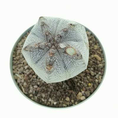 Astrophytum myriostigma cv. Onzuka f. columnare V-type - Giromagi