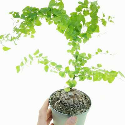 Testudinaria (dioscorea) elephantipes