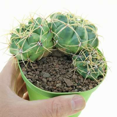 Gymnocalycium multiflorum f. prolifera