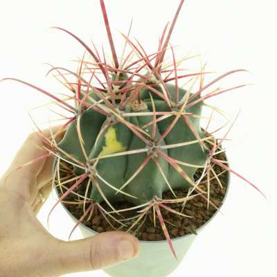 Ferocactus gracilis f. variegata