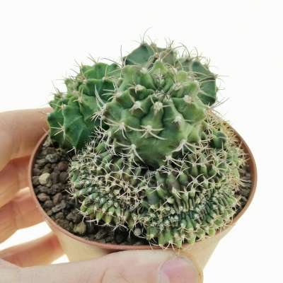 Gymnocalycium mihanovichii f. crestata (Own roots)
