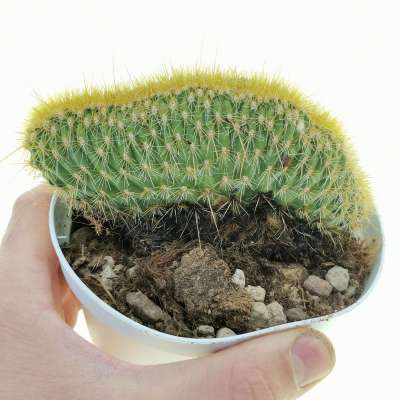 Espostoa guentheri f. crestata