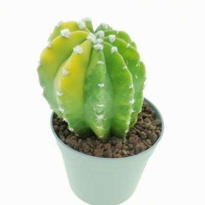 Echinopsis subdenudata f. variegata - Giromagi