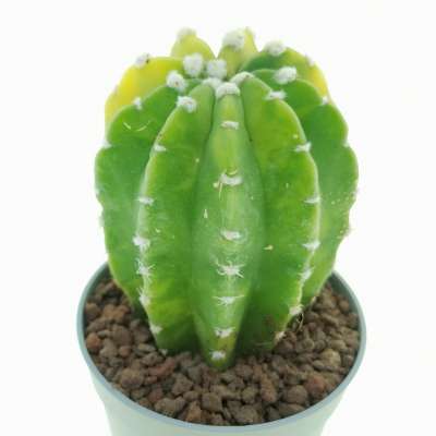 Echinopsis subdenudata f. variegata - Giromagi
