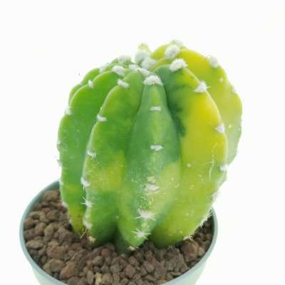 Echinopsis subdenudata f. variegata - Giromagi