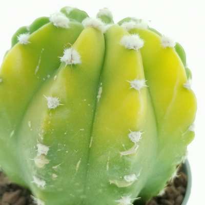 Echinopsis subdenudata f. variegata - Giromagi