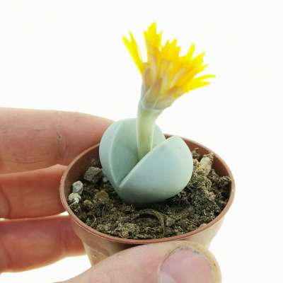 Dinteranthus inexpectatus