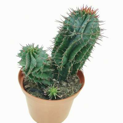Euphorbia horrida (Spina-rossa) - Giromagi