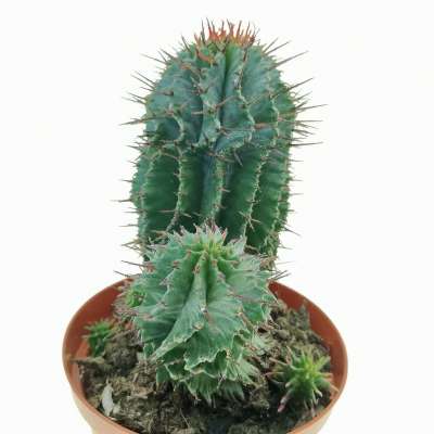 Euphorbia horrida (Spina-rossa) - Giromagi
