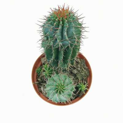 Euphorbia horrida (Spina-rossa) - Giromagi