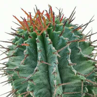 Euphorbia horrida (Spina-rossa) - Giromagi