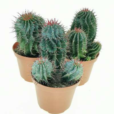 Euphorbia horrida (Spina-rossa) - Giromagi
