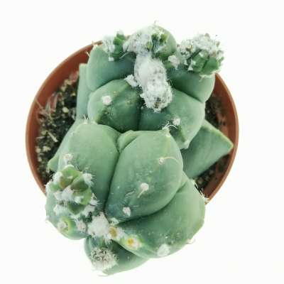 Astrophytum myriostigma f. prolifera - Giromagi