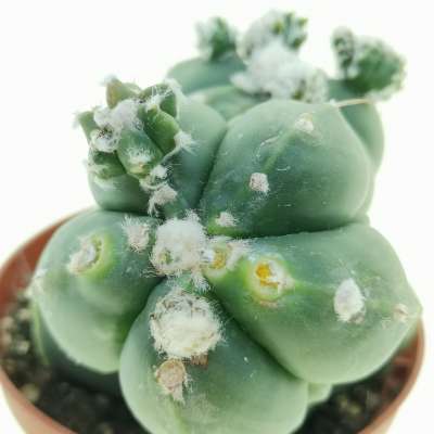 Astrophytum myriostigma f. prolifera - Giromagi