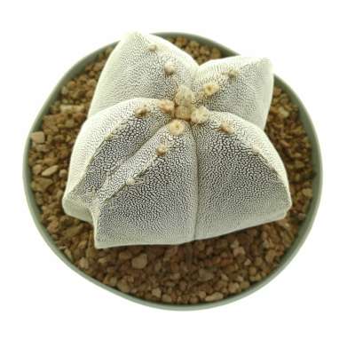 Astrophytum myriostigma cv. Onzuka Double Ribs - Giromagi