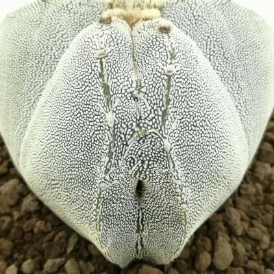 Astrophytum myriostigma cv. Onzuka Double Ribs - Giromagi