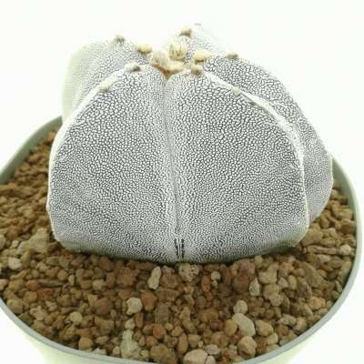 Astrophytum myriostigma cv. Onzuka Double Ribs - Giromagi