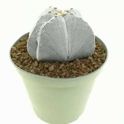 Astrophytum myriostigma cv. Onzuka Double Ribs - Giromagi