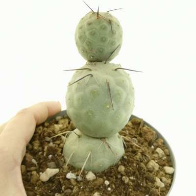 Tephrocactus geometricus