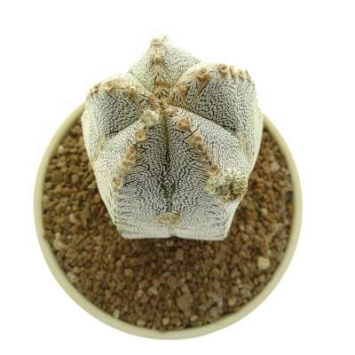 Astrophytum myriostigma cv. Onzuka V-type - Giromagi