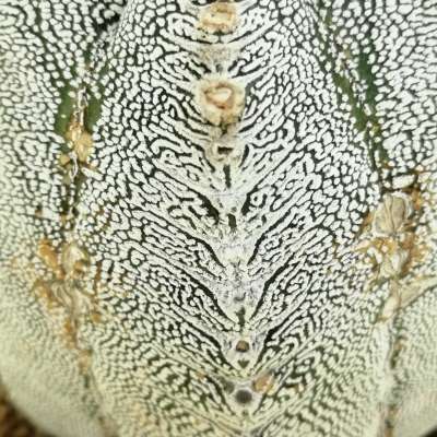 Astrophytum myriostigma cv. Onzuka V-type - Giromagi